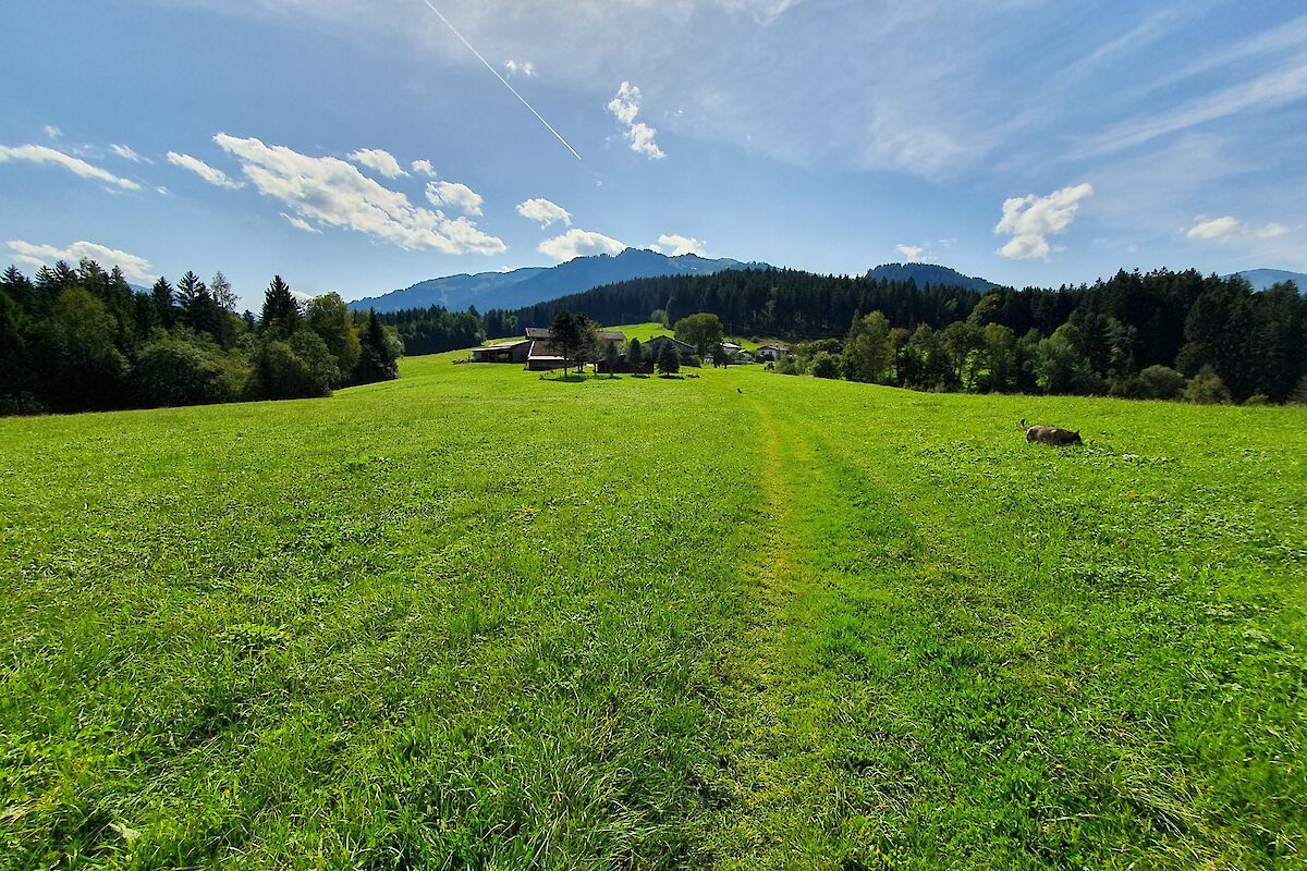 Landwirtschaftlichen Flächen, Wiesen- und Waldparzellen